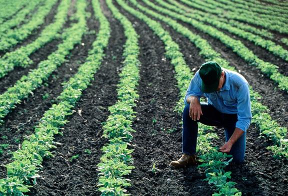 Farmer inspecting young crops in a neatly planted field, representing agricultural monitoring and crop management.