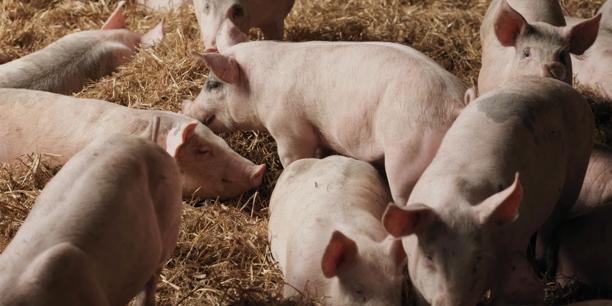 Group of young pigs feeding on straw bedding inside a livestock barn