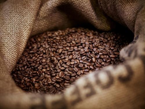 Close-up of roasted coffee beans in a burlap sack at a coffee roastery