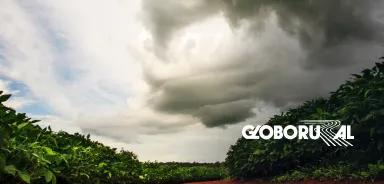 El Niño afetará mercado de commodities no próximo trimestre, diz consultoria