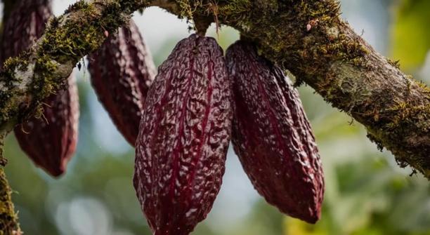 Cacao pods hanging from tree