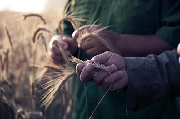Close-up of hands holding wheat stalks in a golden field during harvest season.